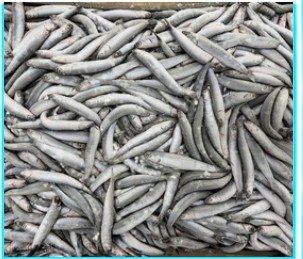 Block frozen anchovy, 90/100 pcs/kg, Marmara product