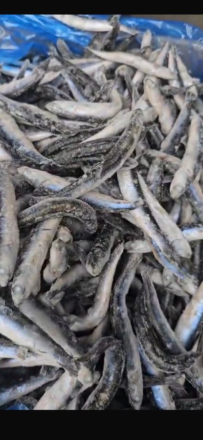IQF anchovy, 100/110 pcs/kg product