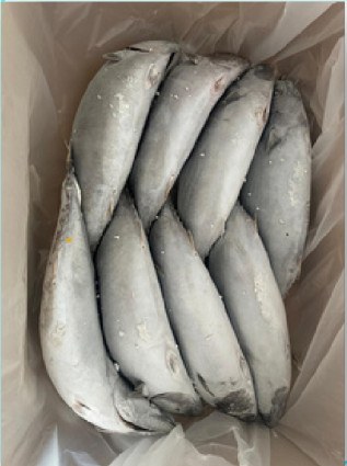 IQF bonito, 700-800 g product