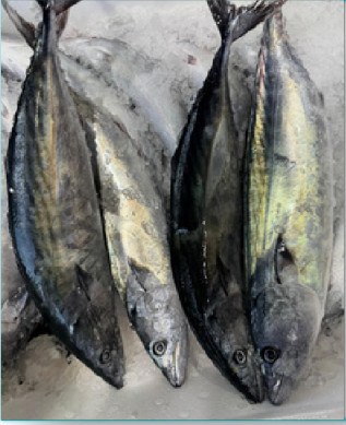 Fresh bonito, 700-800 g product