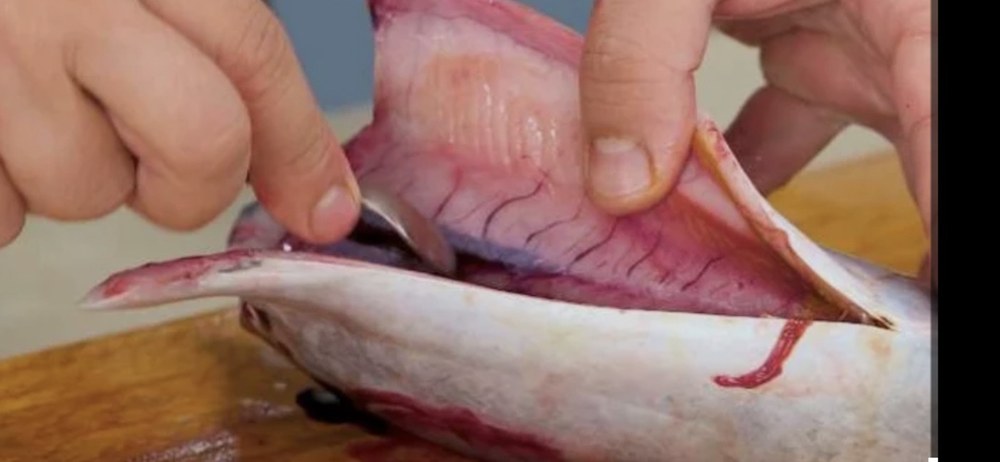 Frozen head-off gutted bonito, 550-650 g product