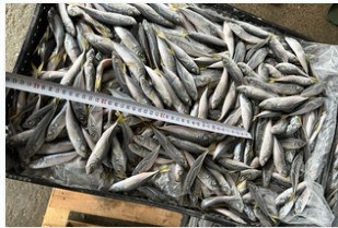 Block frozen horse mackerel, 65/75 pcs/kg product