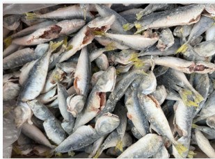 IQF cleaned horse mackerel, 8-15 cm+ product