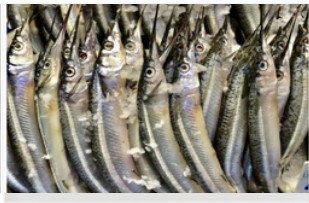 IQF garfish, 16-25 pcs/kg product