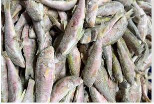 IQF striped red mullet, 8-15 cm+ product