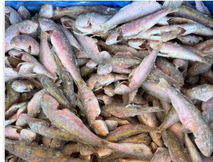 IQF cleaned red mullet, 8-15 cm+ product