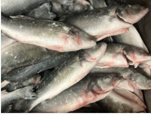 IQF gutted head-on sea bass, 300-400 g product