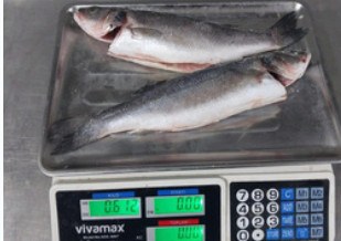 IQF gutted head-on sea bass, 400-600 g product