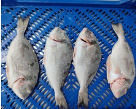 IQF gutted head-on sea bream, 300-400 g product