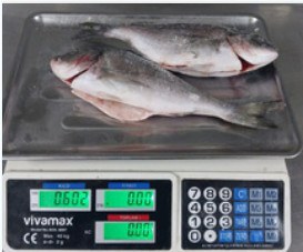 IQF gutted head-on sea bream, 400-600 g product