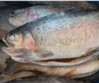 Fresh gutted head-on rainbow trout, 1.5-2.5 kg product