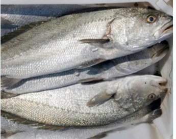 Fresh whole meagre, 4-6 kg product