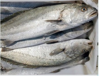 Fresh whole meagre, 6-8 kg product