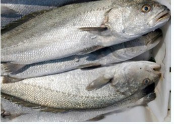 Fresh whole meagre, 8-10 kg product