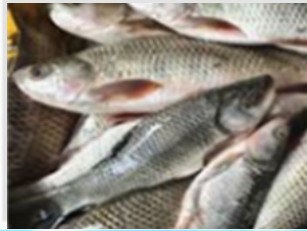 Fresh carp, 1.5 kg+ product