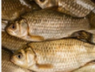 Fresh crucian carp, 400 g+ product
