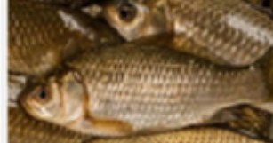 Block frozen crucian carp, 400 g+ product