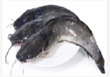Fresh catfish, 2 kg+ product