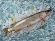 Fresh pike, 1 kg+ product