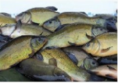 Fresh tench, 350 g product