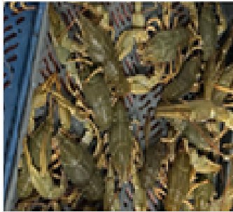Live crayfish, mixed / 30 g+ product