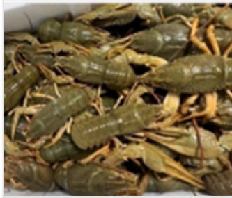 Live crayfish, 4/8 pcs/kg product