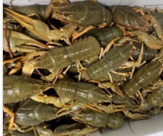 Live crayfish, 8/16 pcs/kg product