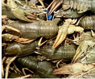 Live crayfish, 16/24 pcs/kg product