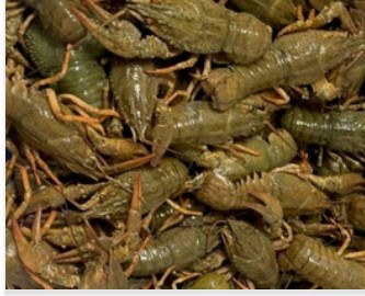 Live crayfish, 24/30 pcs/kg product