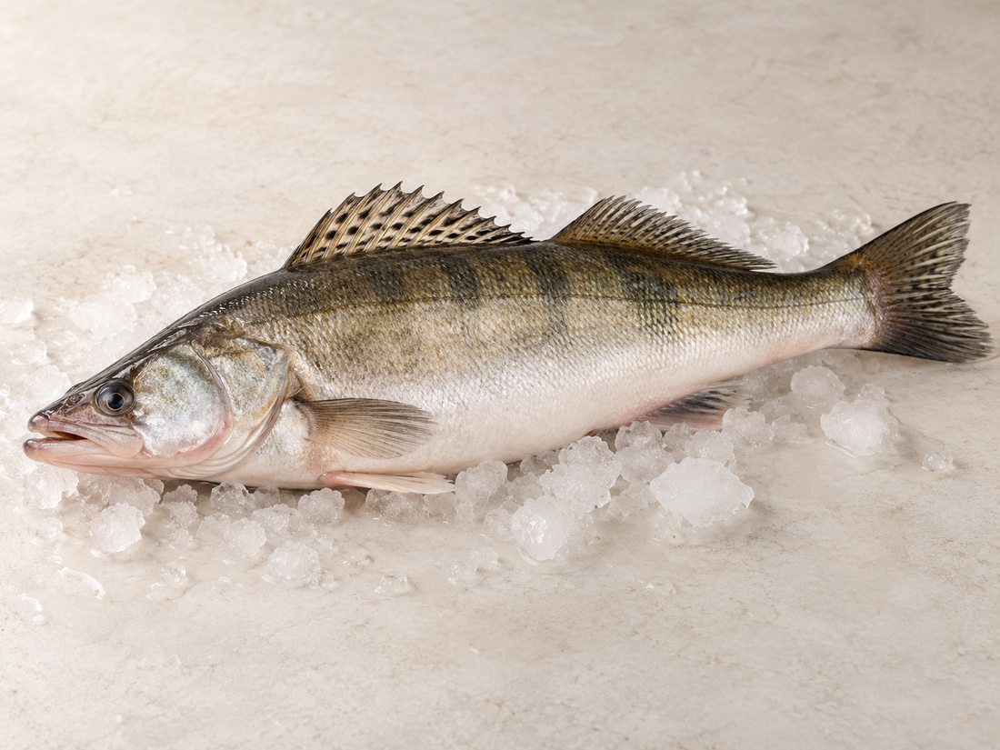 Pike Perch HOG product