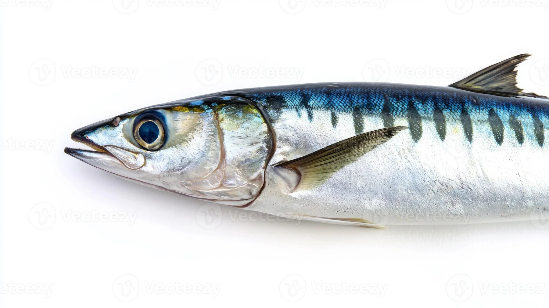 Atlantic mackerel product