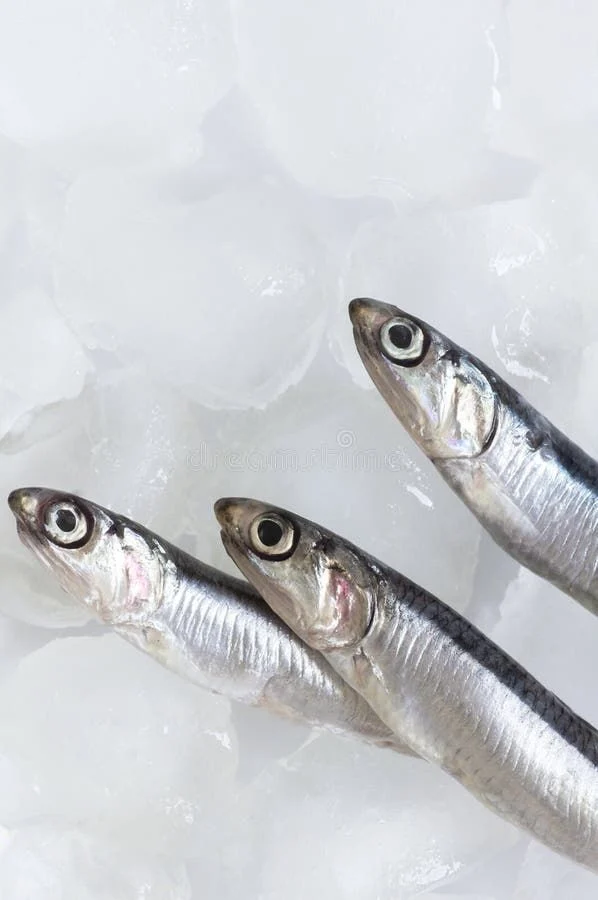 Black Sea anchovy (hamsi) product