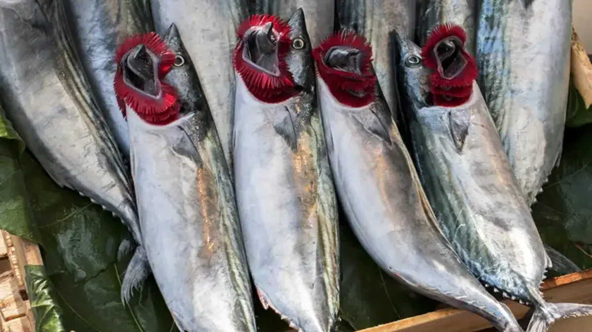 Bonito (palamut) product