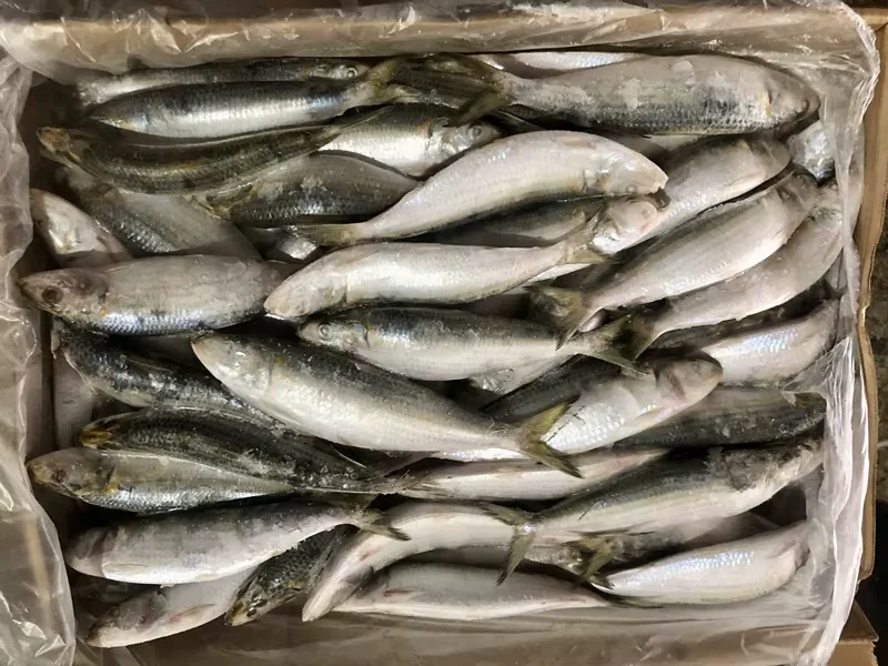 Sardine product